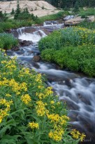 lion lake, flowers